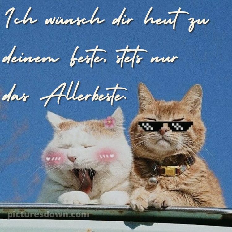 Coole geburtstagssprüche für jungs bild Katzen kostenlos