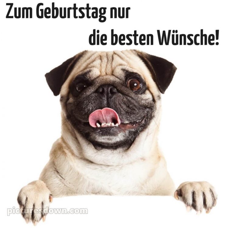 Coole geburtstagssprüche für jungs bild Hund kostenlos