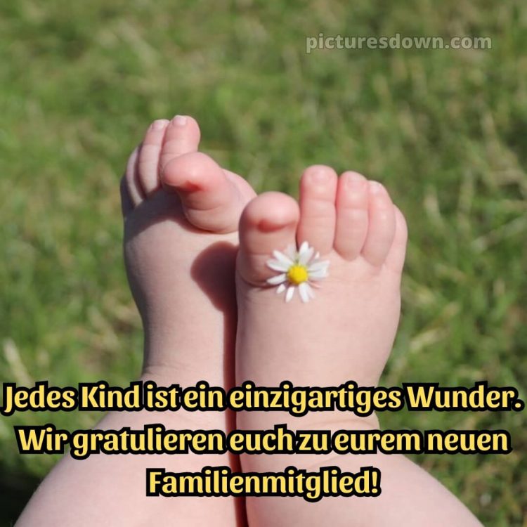 Glückwünsche zur geburt textvorschläge bild Gänseblümchen kostenlos