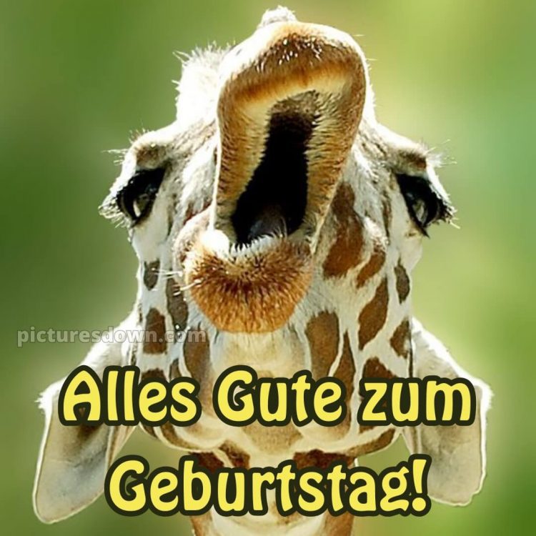 Alles gute zum geburtstag frau lustig bild Giraffe kostenlos