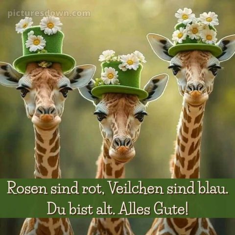 Alles gute zum geburtstag lustig frau bild Giraffen kostenlos