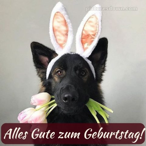 Alles gute zum geburtstag lustig frau bild Ohren kostenlos