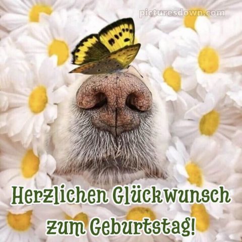 Alles gute zum geburtstag lustig frau bild Nase kostenlos