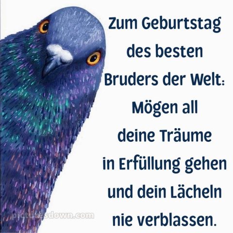 Alles gute zum geburtstag bruder lustig bild Taube kostenlos