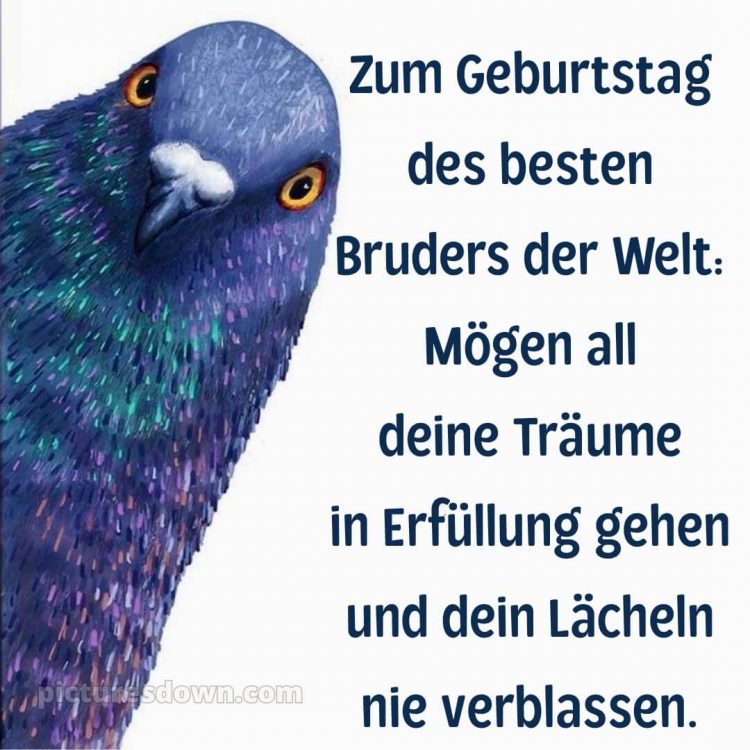 Alles gute zum geburtstag bruder lustig bild Taube kostenlos