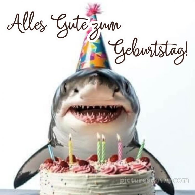Alles gute zum geburtstag bruder lustig bild Hai kostenlos