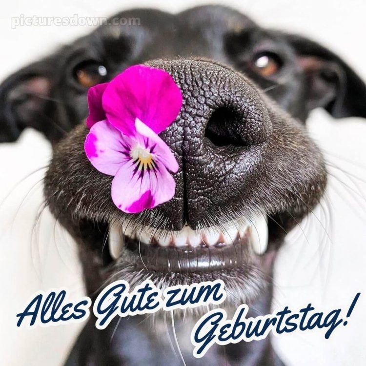 Alles gute zum geburtstag bruder lustig bild Zähne kostenlos