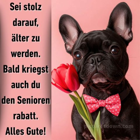 Alles gute zum geburtstag gif lustig bild Hund kostenlos