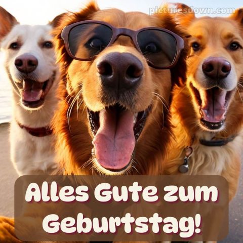 Alles gute zum geburtstag lustig mann bild drei Hunde kostenlos