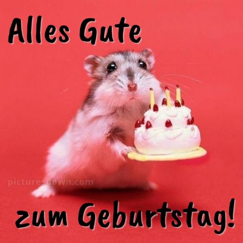 Alles gute zum geburtstag lustig mann bild Hamster kostenlos