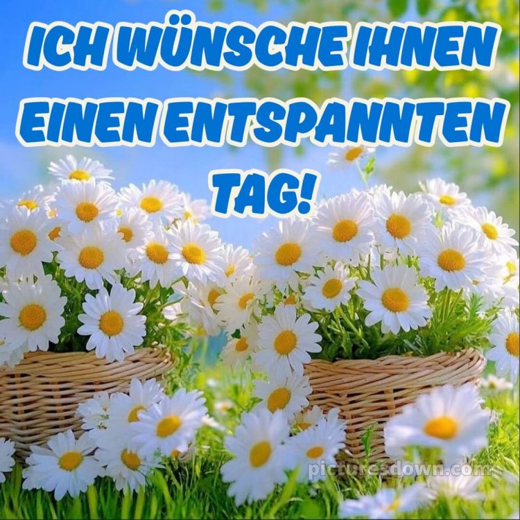 Einen schönen tag bild Gänseblümchen kostenlos