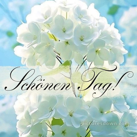 Einen schönen tag bild Hortensien kostenlos