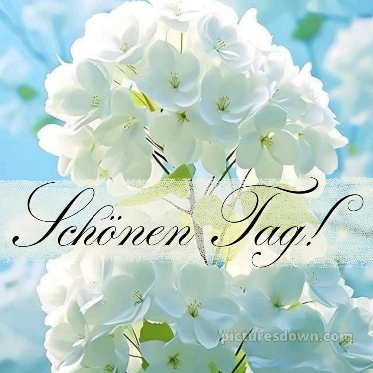 Einen schönen tag bild Hortensien kostenlos