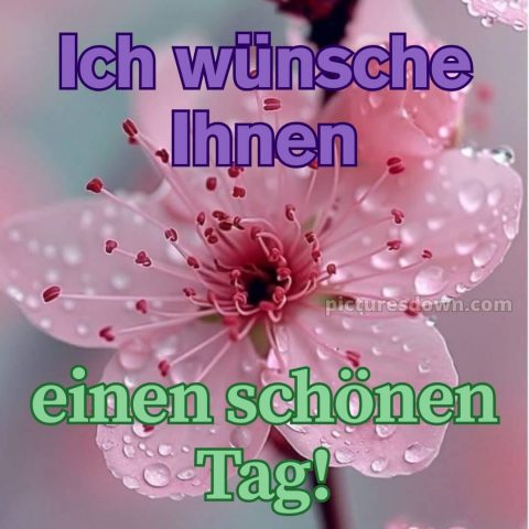 Einen schönen tag bild Tau kostenlos