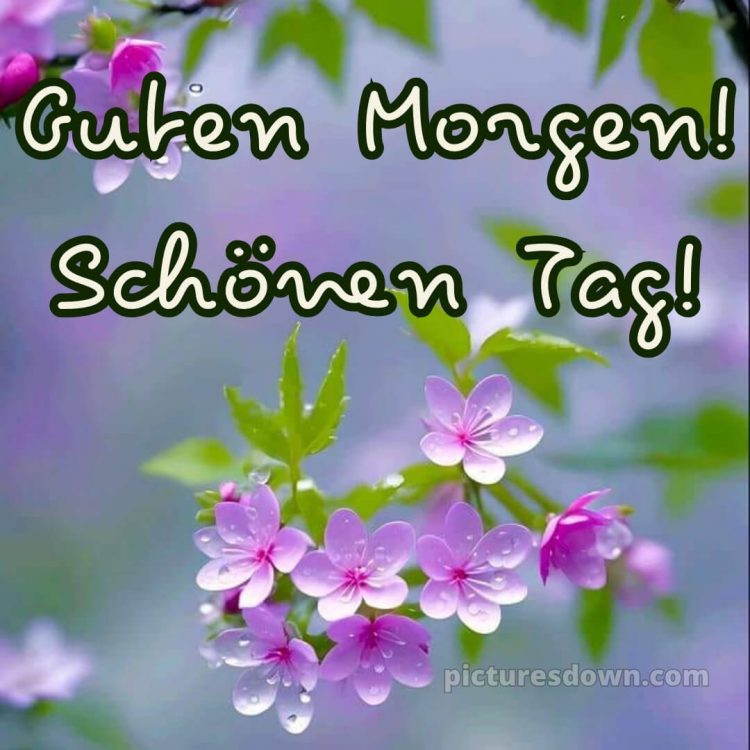 Guten morgen schönen tag bild Blumen kostenlos