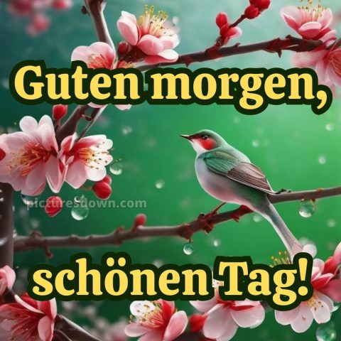 Guten morgen und einen schönen tag bild Vogel kostenlos