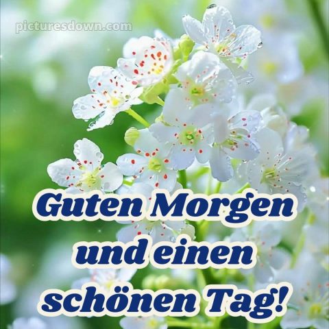 Guten morgen und einen schönen tag bild weiße Blumen kostenlos