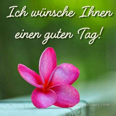 Hab einen schönen tag bild Blume kostenlos