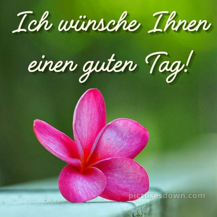 Hab einen schönen tag bild Blume kostenlos