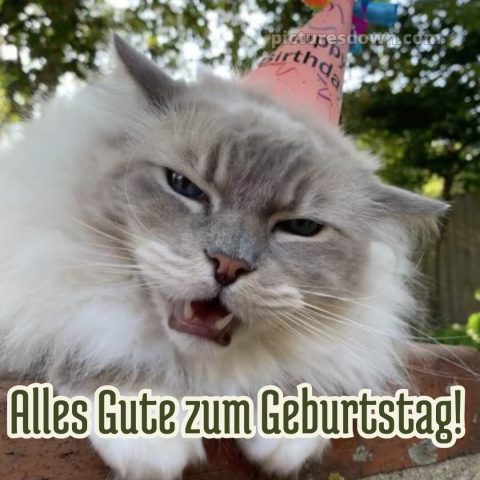 Männer lustig alles gute zum geburtstag bild Katze kostenlos