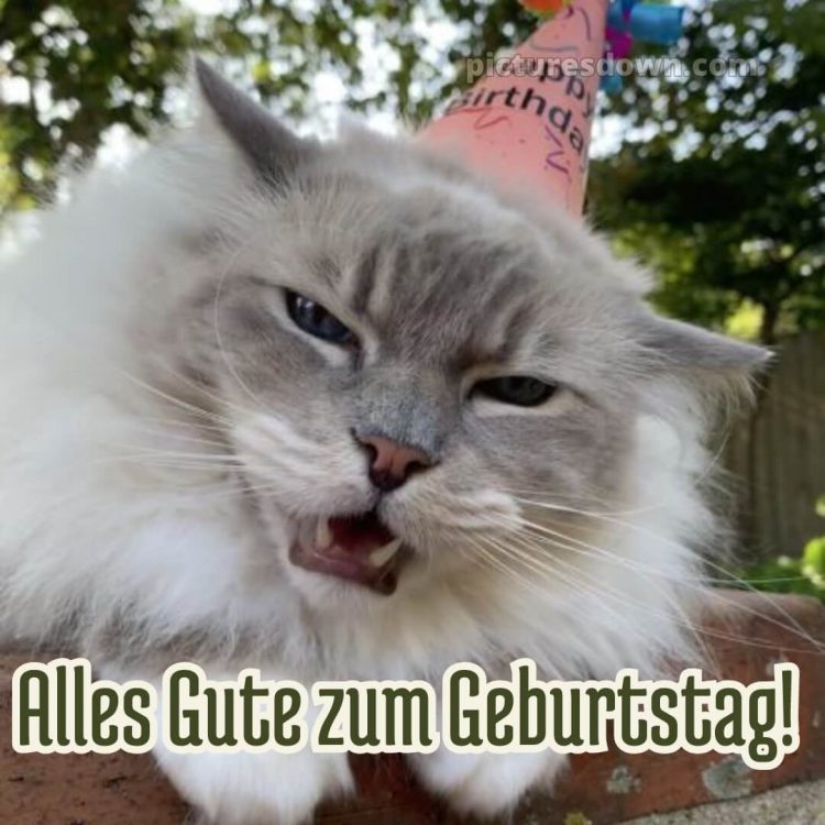 Männer lustig alles gute zum geburtstag bild Katze kostenlos