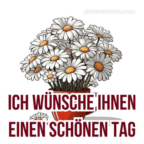 Schönen tag bild Gänseblümchen kostenlos