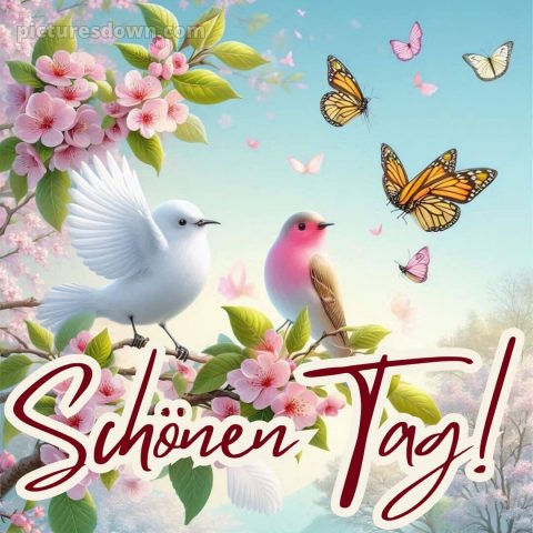 Schönen tag bilder bild Vögel kostenlos