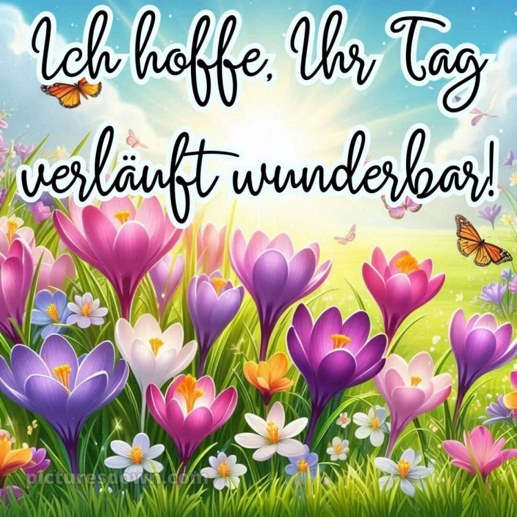 Schönen tag bilder bild verschiedene Blumen kostenlos