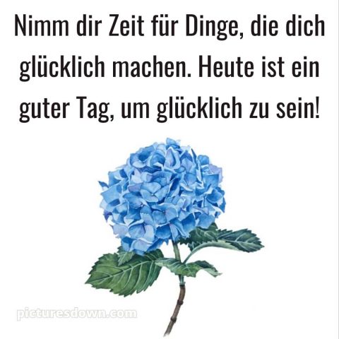 Schönen tag bilder bild Hortensien kostenlos