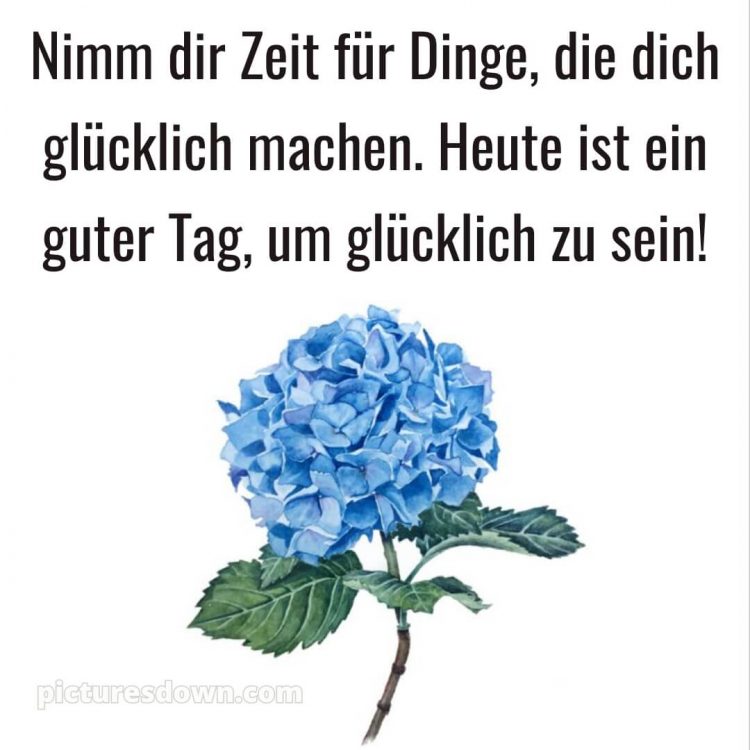 Schönen tag bilder bild Hortensien kostenlos