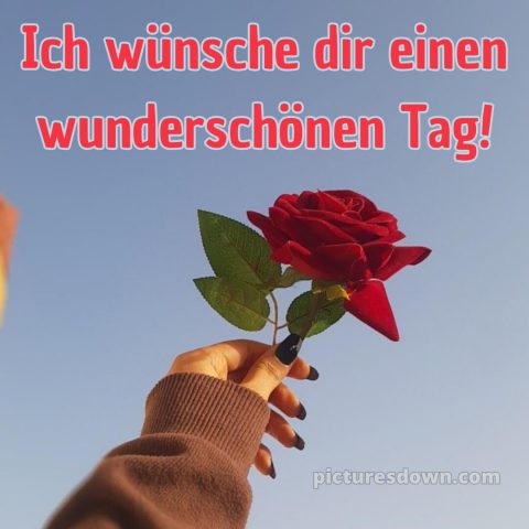 Schönen tag bilder kostenlos bild Rose kostenlos
