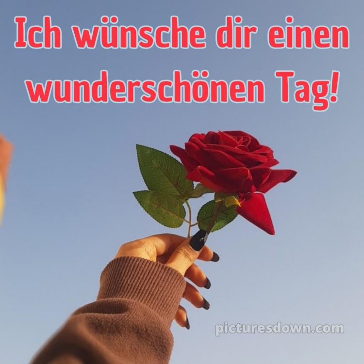 Schönen tag bilder kostenlos bild Rose kostenlos