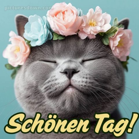 Schönen tag bilder kostenlos bild Katze kostenlos