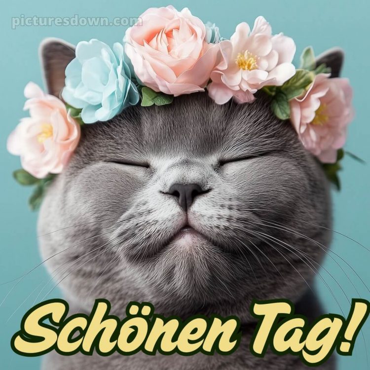 Schönen tag bilder kostenlos bild Katze kostenlos