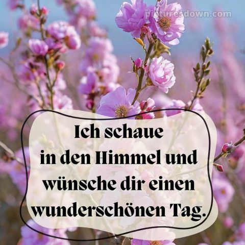 Schönen tag bilder kostenlos bild Blumen kostenlos