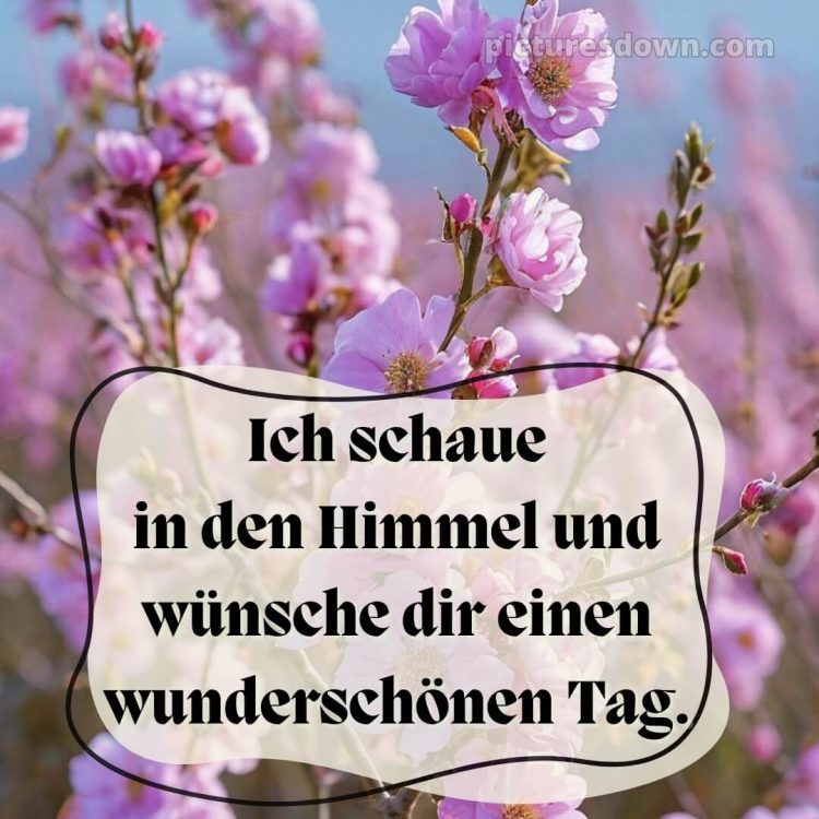 Schönen tag bilder kostenlos bild Blumen kostenlos