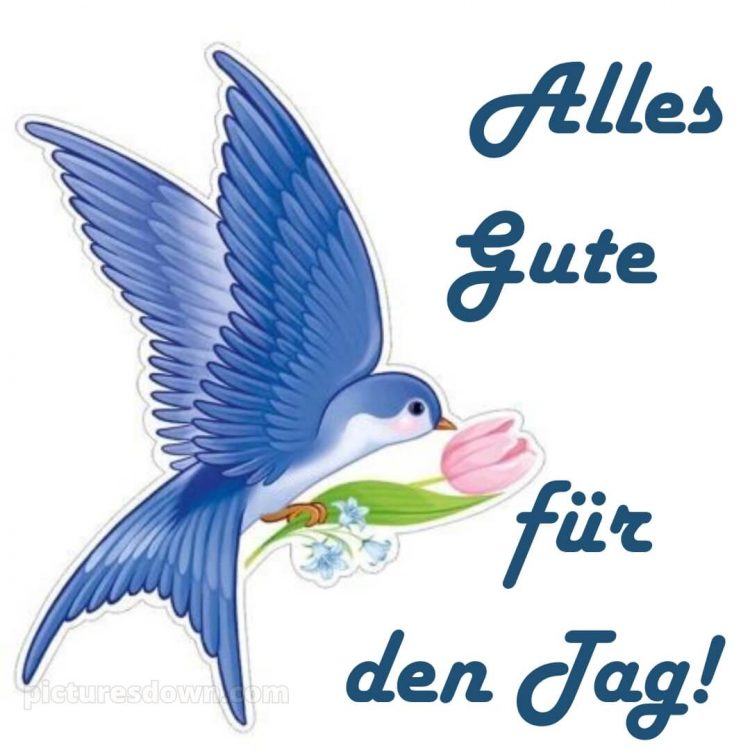 Schönen tag bilder kostenlos bild Vogel kostenlos