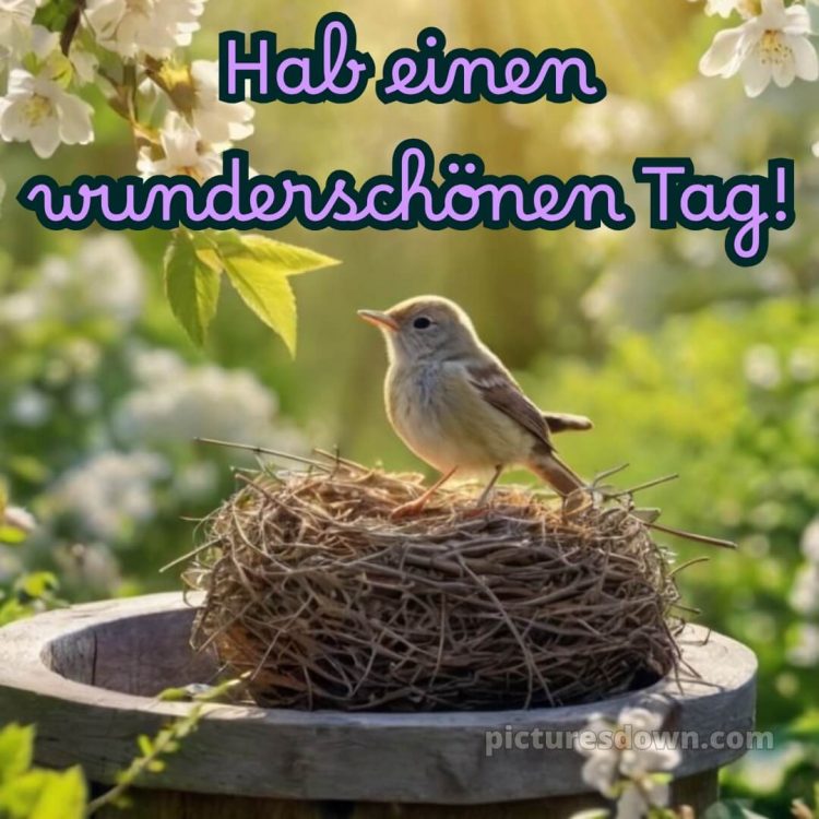 Schönen tag grüße bild Nest kostenlos