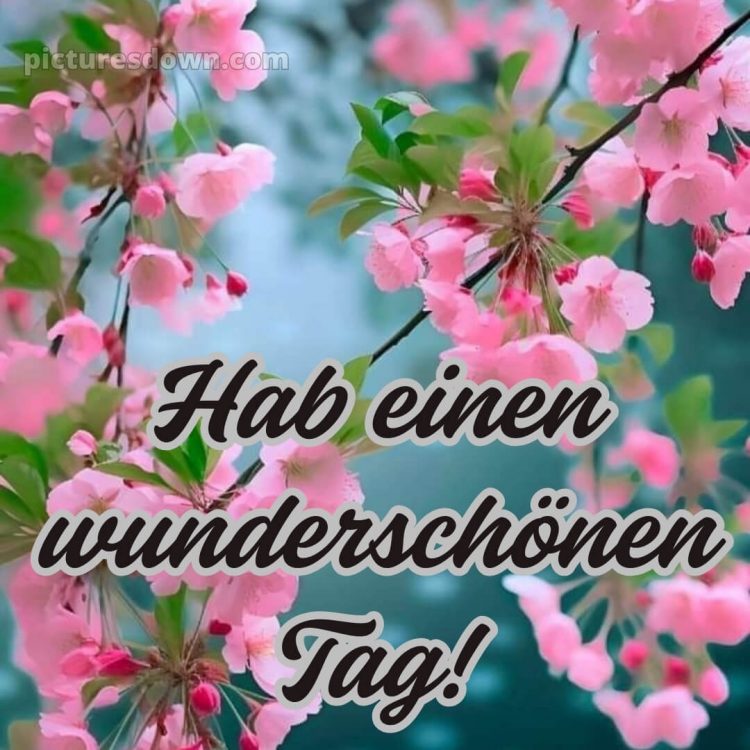 Schönen tag grüße bild Blütezeit kostenlos