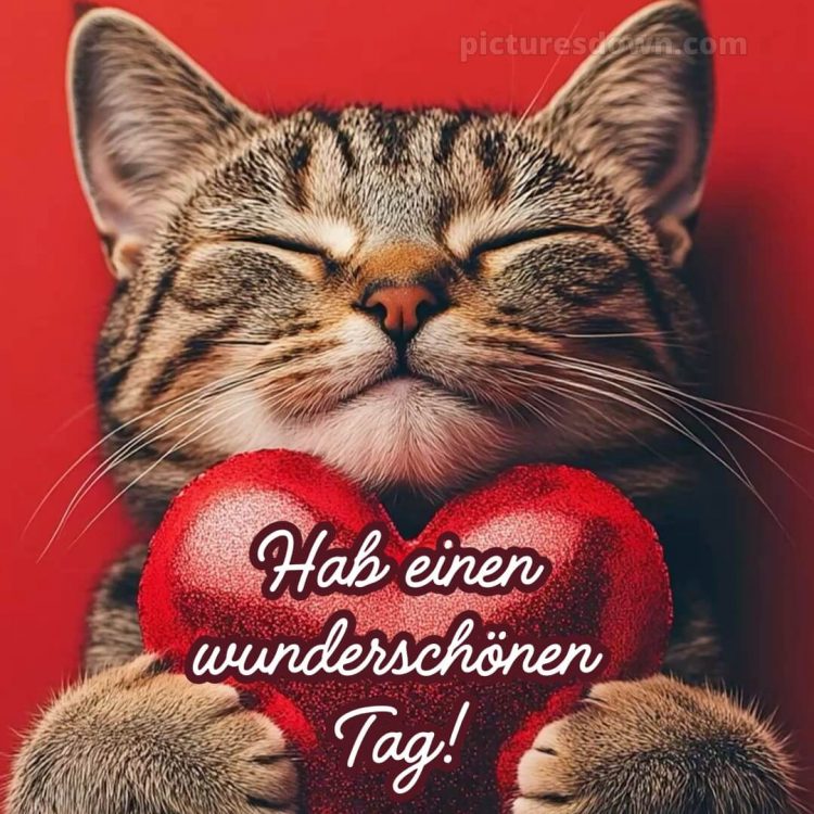 Schönen tag grüße bild Katze kostenlos