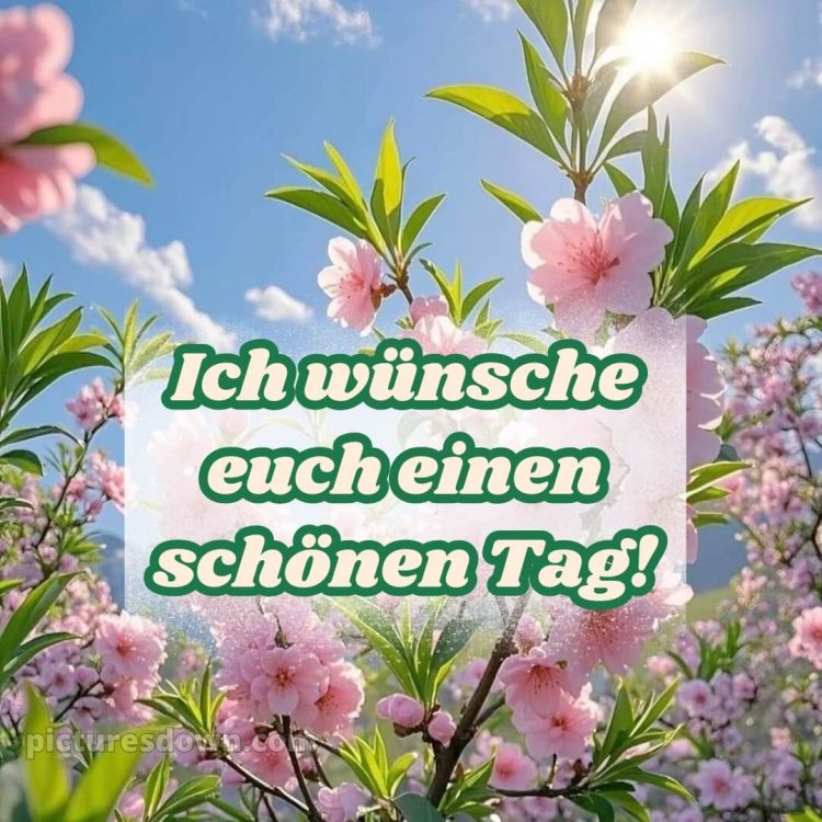 Schönen tag sprüche bild Sonne kostenlos