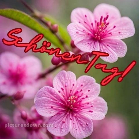 Schönen tag sprüche bild Blumen kostenlos