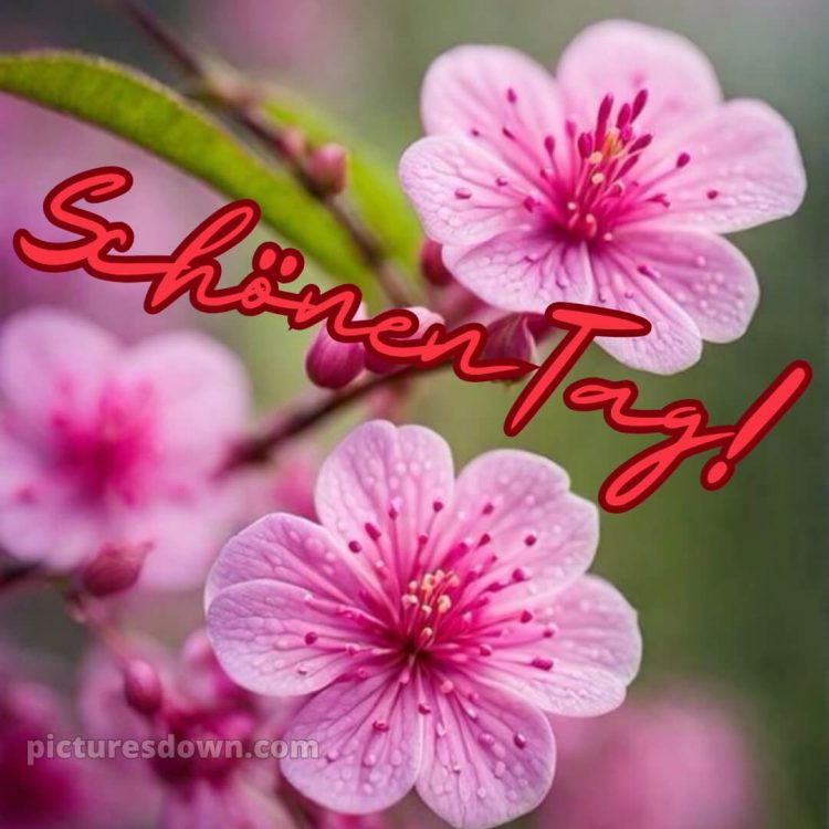 Schönen tag sprüche bild Blumen kostenlos