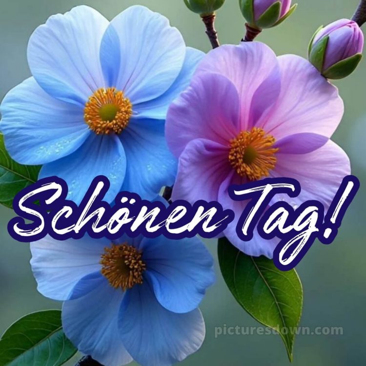 Schönen tag wünschen bild drei Blumen kostenlos