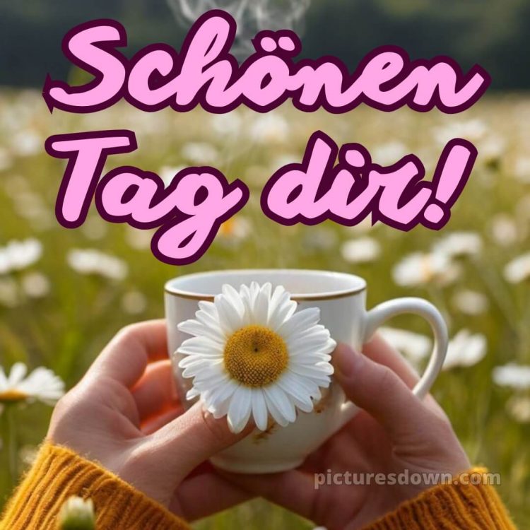 Schönen tag wünschen bild Gänseblümchen kostenlos