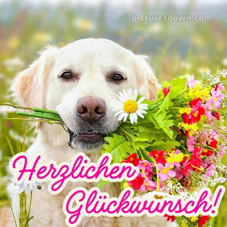 Wir wünschen dir alles gute zum geburtstag lustig bild Blumenstrauß kostenlos