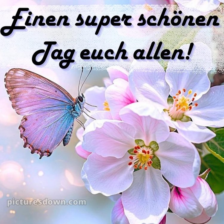 Einen schönen tag bilder bild Schmetterling kostenlos