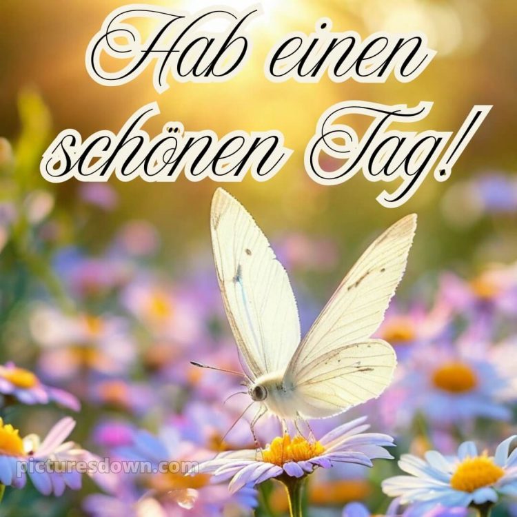 Einen schönen tag wünschen bild Schmetterling kostenlos