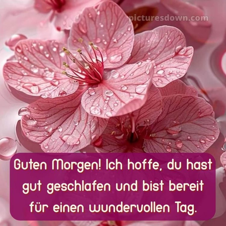 Guten morgen schönen tag bilder kostenlos bild Karte kostenlos