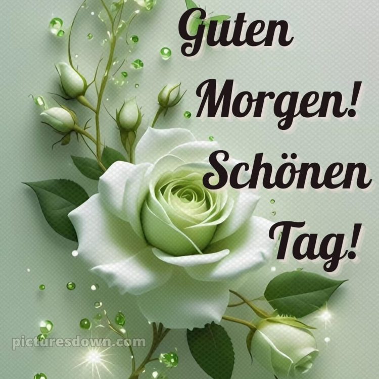 Guten morgen schönen tag bilder kostenlos bild Rose kostenlos